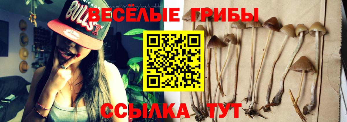 Галлюциногенные грибы Psilocybe Благодарный